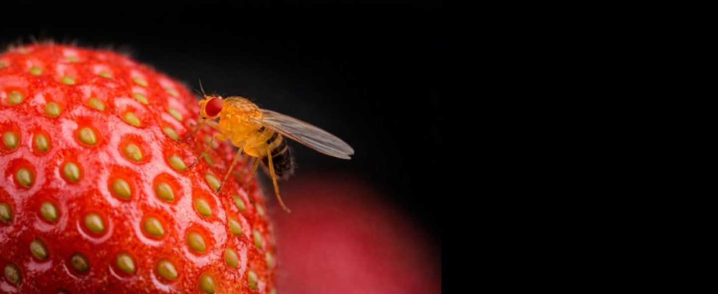Photo d'une mouche sur une fraise 