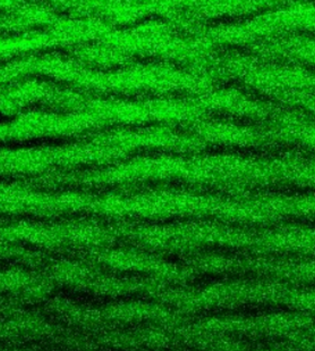 Microscopie confocale de fluoresence de la surface d'un élastomère après frottement, montrant la présence de rides d'usure et l'activation des mécanophores incorporés au réseau par rupture, révélant une accumulation locale de dommages moléculaires (en vert).