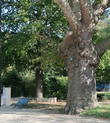 Platane dans le XVIe arrondissement de Paris