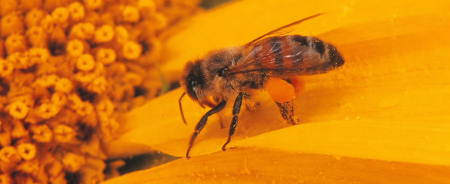 Photo d'une abeille