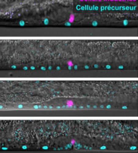 Images microscopiques de l'organe de ponte (vulve) en cours de développement chez le ver C. elegans, le système utilisé par les chercheurs pour mener leur étude.