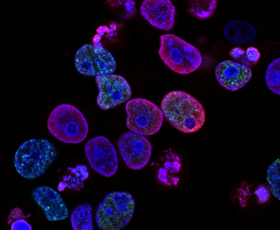 Cellules grand programme de recherche DEVINE