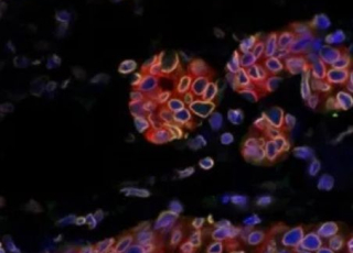 Image du mécansime de résistance cellulaire clé