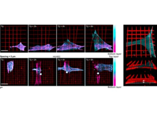 Mesure des forces cellulaires en 3d