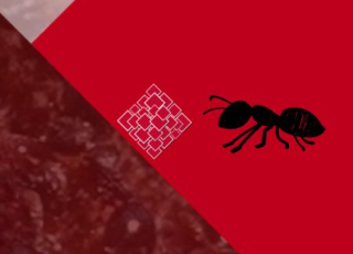 Visuel décoratif avec le dessin d'une fourmi