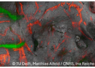 Peintures pariétales de la Grotte de Font-de-Gaume en Dordogne