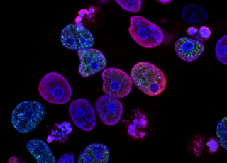 Cellules grand programme de recherche DEVINE