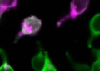 cellules de l'intestin sur le microbiote