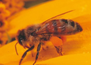 photo d'une abeille